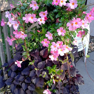 Summer Container Garden