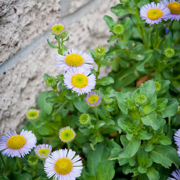 Seaside Daisy