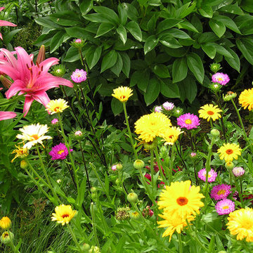 Perennial favorites | Artistry Landscaping Design