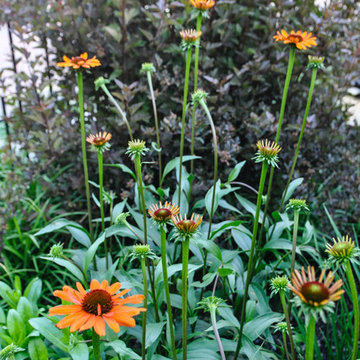 Urban Prairie- German Village