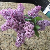 Andrea Pittis's photo