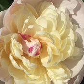 Melissa Bryant's photo