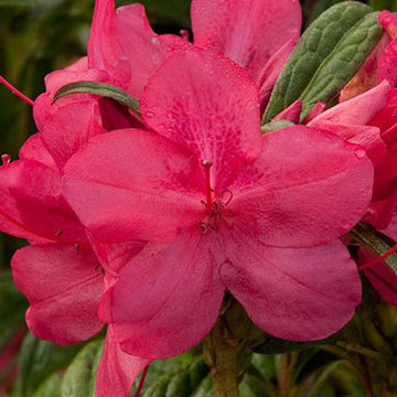 Encore Azalea Autumn Jewel™