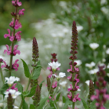 Cut Flowers and Perennial Gardens