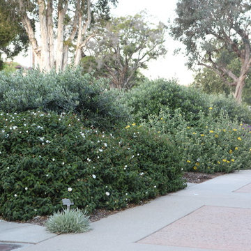Mediterranean Foliage, (Drought Tolerant) Gardens of the World