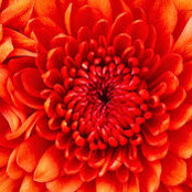 Jeanne Rivera's photo