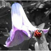 Photo de Tammy McConnell