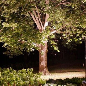 Tree Lighting