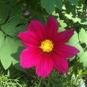 Rosie Bloom's photo