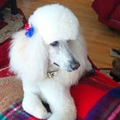 Roz Marksさんの写真
