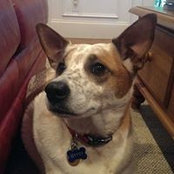 Doug Koenig's photo