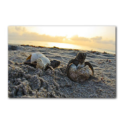 Ready2HangArt - Ready2hangart Christopher Doherty Photography 'Turtle' Canvas Wall Art - Prints And Posters