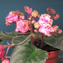 African Violets