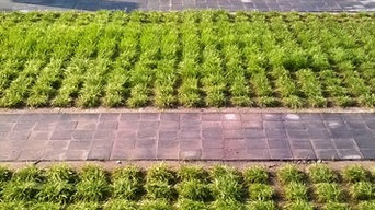 pavimento mixto césped Barcelona