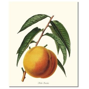 Vintage Botanical Fruit Art : Peach Peche Fruit Quetier