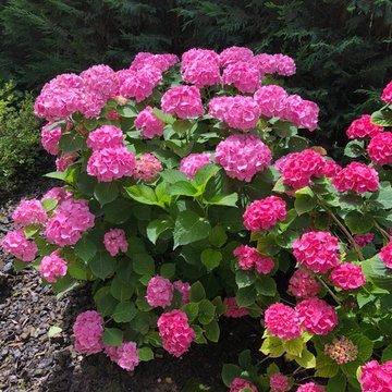 Hydrangea