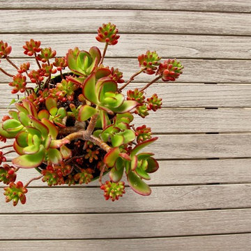 Mediterranean Edible