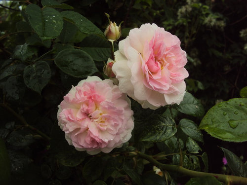 the scent in the garden this morning