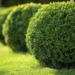 Creative Image Landscaping