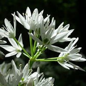 Laurence Guillin's photo