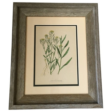 Original Vintage 1909 Botanical Rustic Framed Print