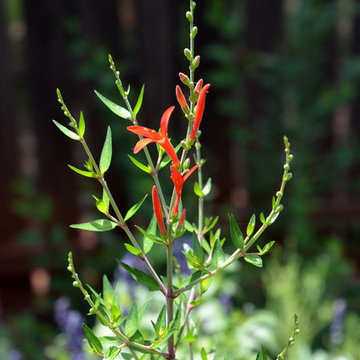 Southwestern Plants