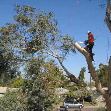 Emergency Tree Services