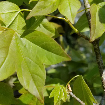 Gainesville Garden and Landscaping