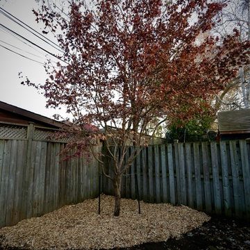 Japanese Maple Transplant