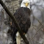 David Shell's photo