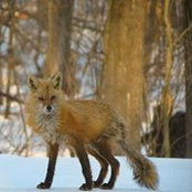 Sarah Willis's photo