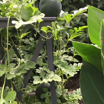 Kitchen Gardens