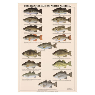Fish Poster Freshwater Bass Fish Poster and Identification Chart