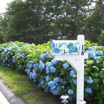Hydrangea Festival Contest