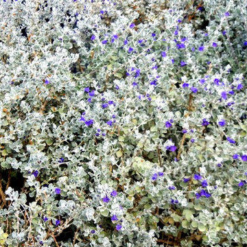 Southwestern Plants