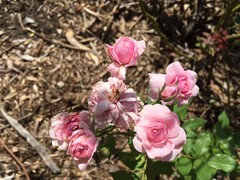 Lavender Pink Noisette