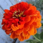 Barbara Dellich's photo