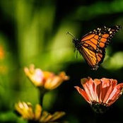Vanda Midali's photo