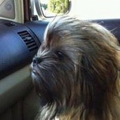 LouAnn Matz's photo