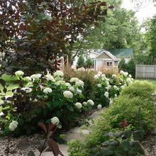 Hydrangeas