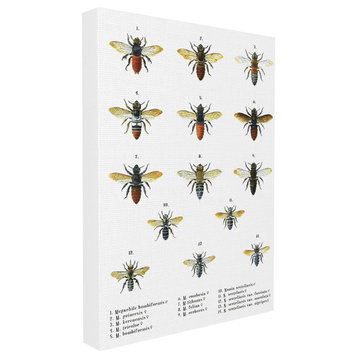 Bees Scientific Vintage Illustration, 30"x40", Stretched Canvas Wall Art