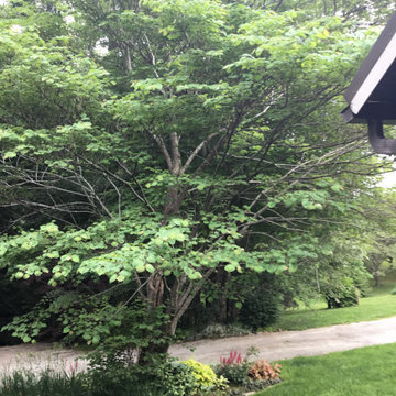 Saving redbud tree