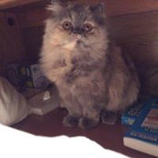 Lillian Farronato's photo