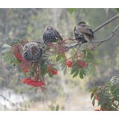 Bonnie Olson's photo