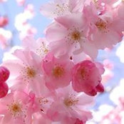 Suzanne LoGiudice's photo