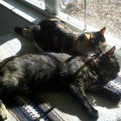 Veronica Nemeth's photo