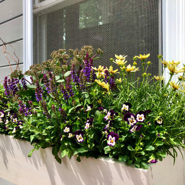 Summer Contrast Window Boxes