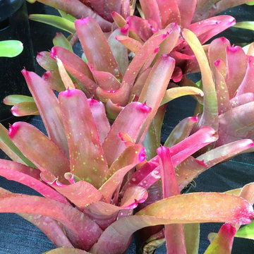 Cruenta Bromeliad
