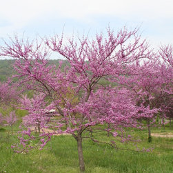 Native Flowering Trees - Products