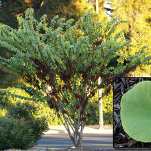 Trees & Plants By Name For CA Yard